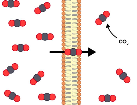 <p>Passive Transport</p>