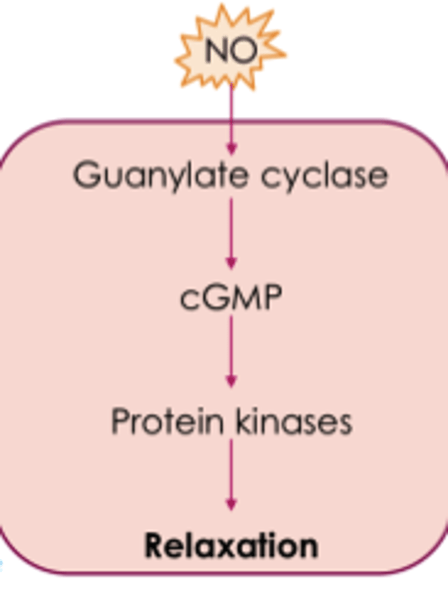<p>1. Nitric oxide is produce byy endothelial cells by:</p><p>L-arginine --(NO Synthase)-->NO</p><p>2. NO diffuses into smooth</p><p>3. NO activated guanylate scyclase via cGMP causing RELAXATION and vasodilation --> ↓ resistance and ↑ flow</p>
