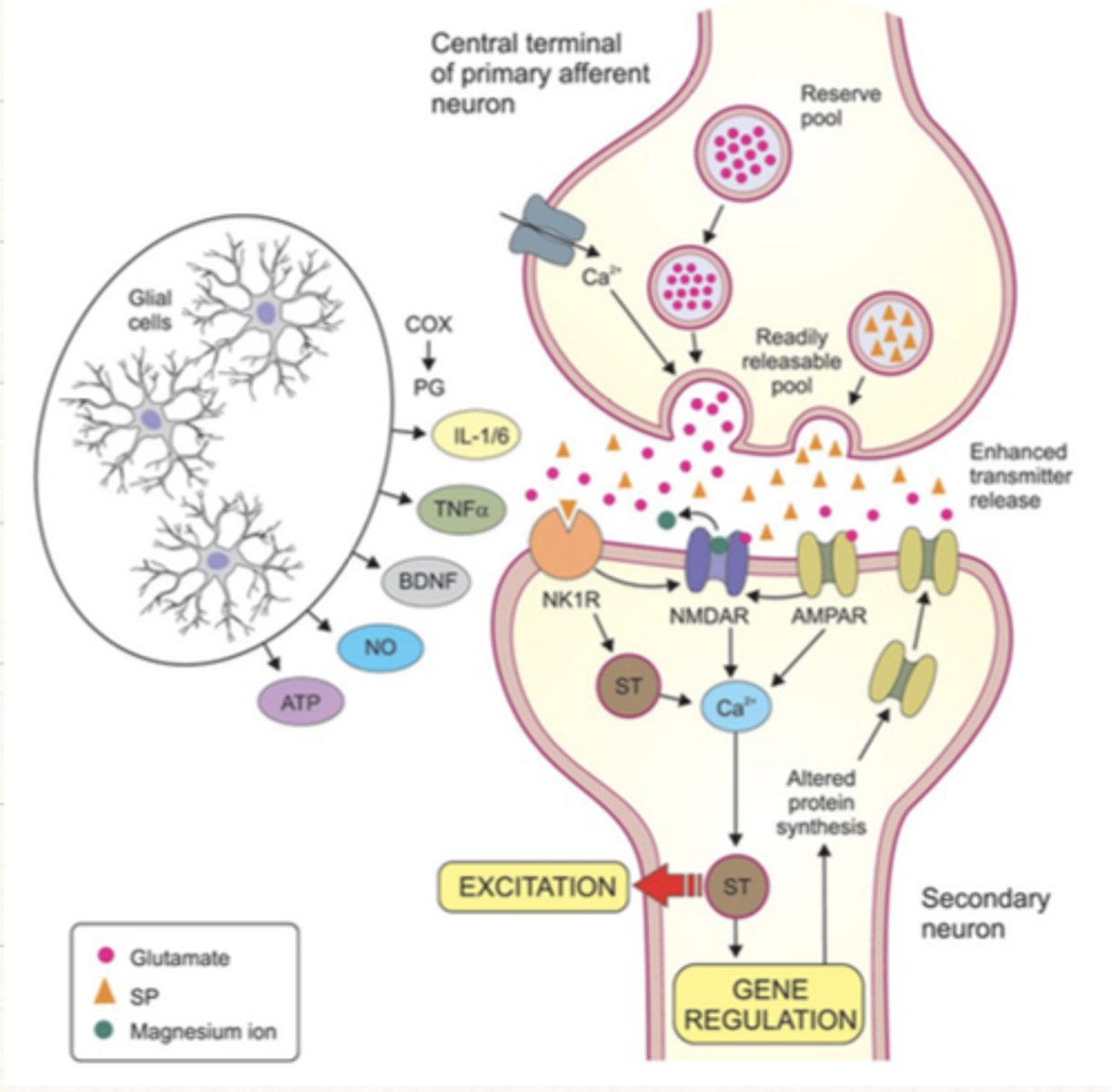 <p>"wind up"</p><p>-persistent injury results in prolonged release of glutamate on nociceptive dorsal horn cells</p><p>-this results in opening of postsynaptic ion channels gated by NMDA receptors--&gt; hyperexcitability</p>
