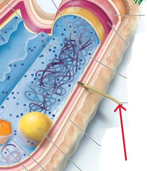 <p>Which structure of a Bacterial:</p><ul><li><p>An appendage used for drawing another bacterium close in order to transfer DNA to it</p></li></ul><p></p>