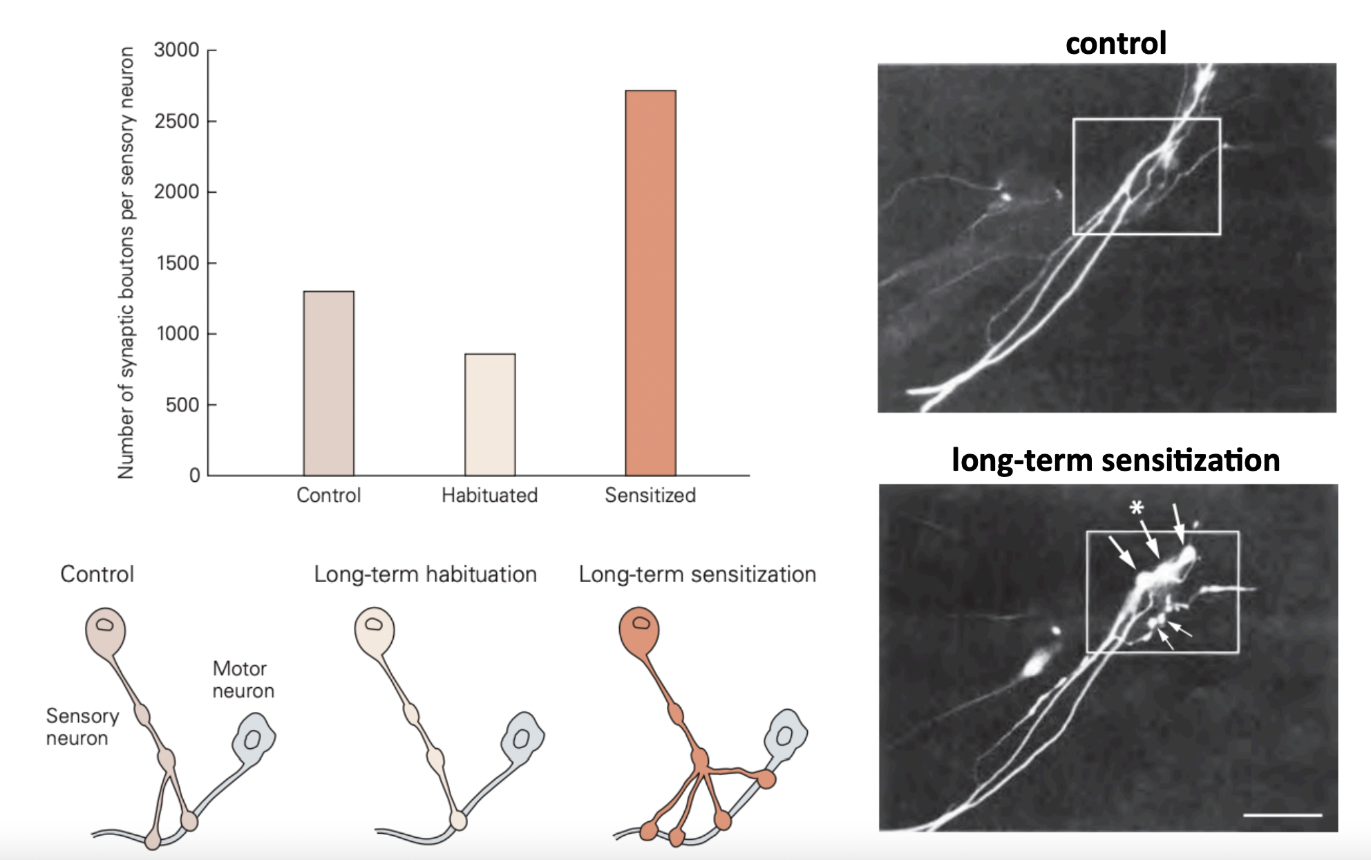 <ul><li><p>habituation: less dendritic spines </p></li><li><p>sensitization: more dendritic spines </p></li><li><p>number of synapses per sensory neuron increases or decreases </p></li></ul>