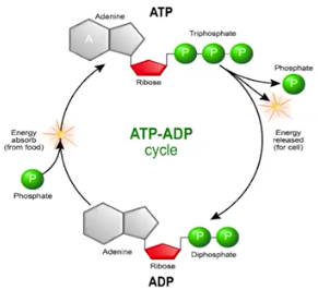 <p><span style="font-family: Arial, sans-serif; color: rgb(0, 0, 0)">ATP-ADP Cycle</span></p>