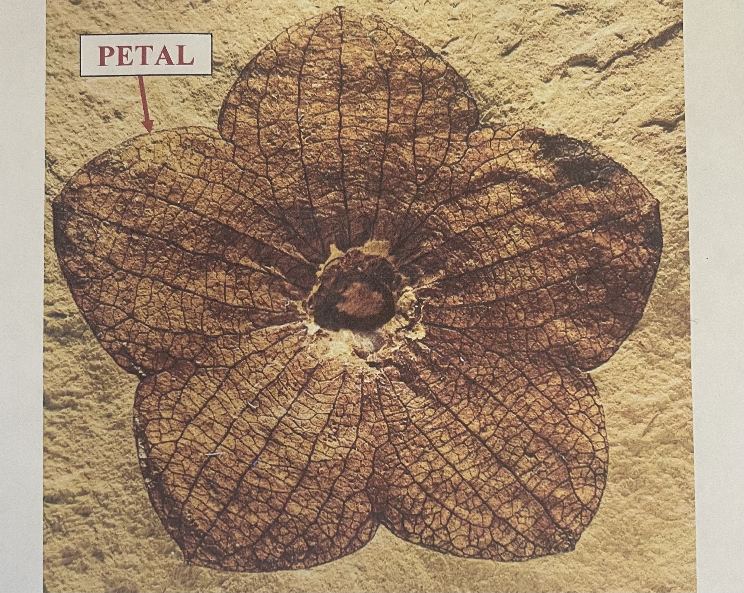 <p>what is this fossil in the image</p><p>hint: angiosperm fossil</p><p>~50 mya, tertiary</p>