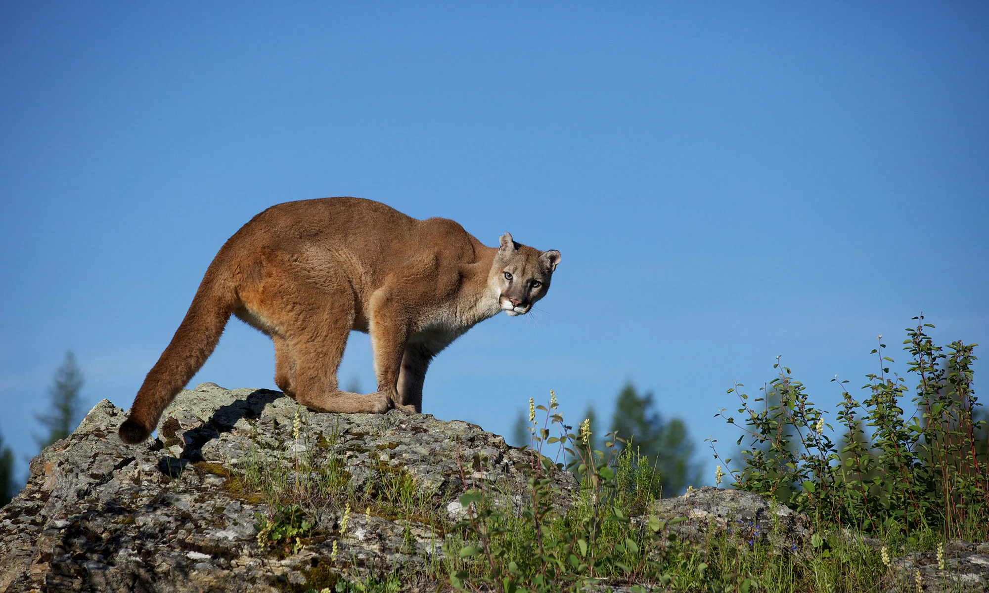 <p>Family Felidae</p><p>Mountain lion</p>