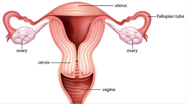 <p>Female reproductive system</p>