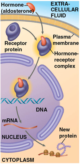 <ol><li><p>aldosterone passes through plasma membrane</p></li><li><p>binds to receptor protein in cytoplasm, activating it</p></li><li><p>hormone-receptor complex enters the nucleus and binds to specific genes</p></li><li><p>bound protein acts as a transcription factor = stimulates transcription of the gene into mRNA</p></li><li><p>mRNA translated into a specific protein</p></li></ol><p></p>