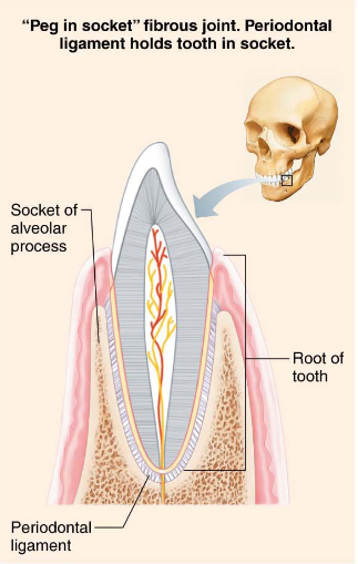 <ul><li><p>Fibrous joints</p></li><li><p>Peg-in-socket </p></li><li><p>Periodontal ligament is fibrous connection</p></li></ul><p></p>