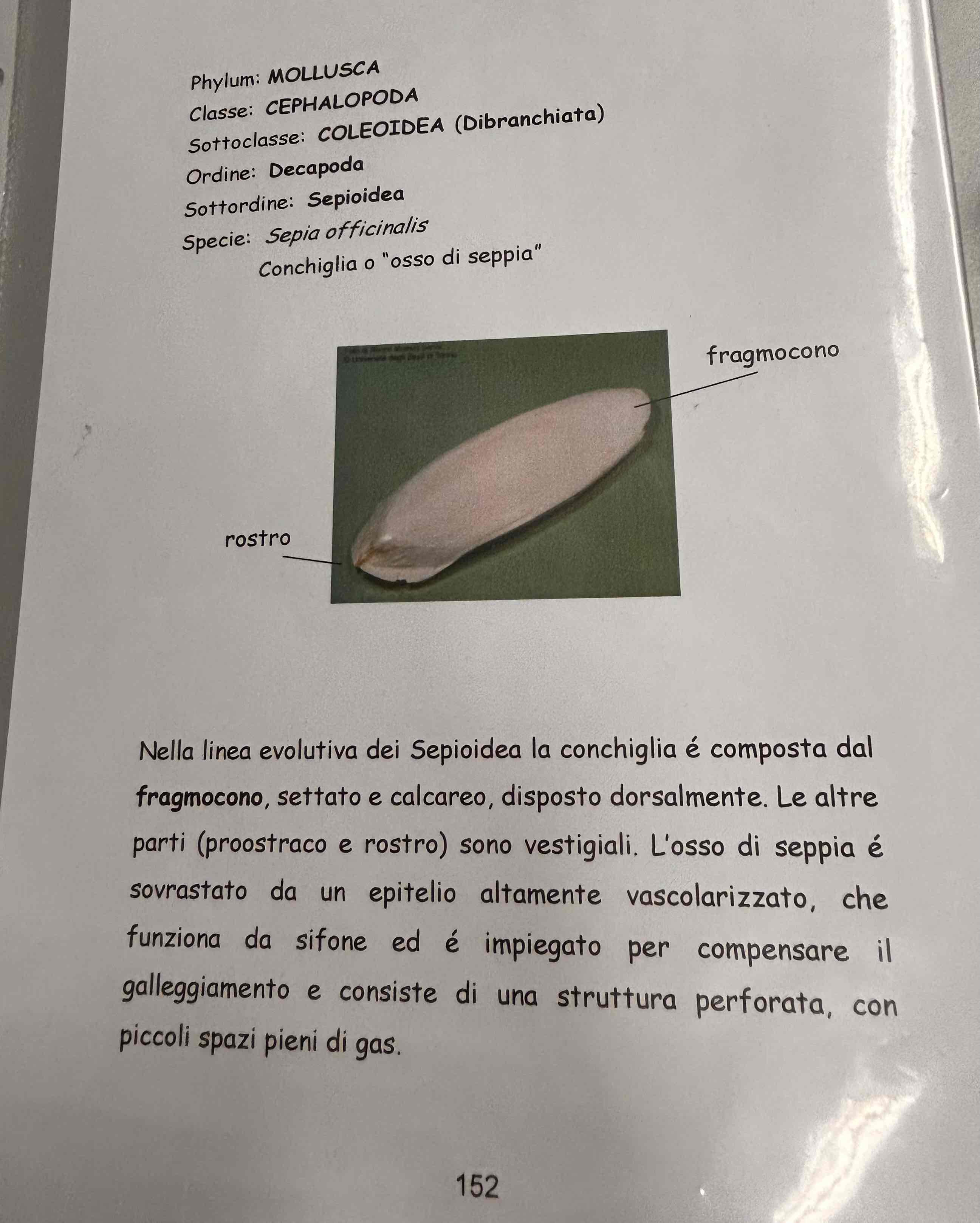 <p>Cefalopodi</p><p>Decapodi</p><p>Sepia officinalis (conchiglia)</p>