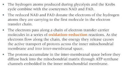 <p>At the end Of the chain the electrons combine with these protons </p><p>and oxygen to form water. Oxygen is therefore the final acceptor of </p><p>electrons in the electron transler chain. </p>