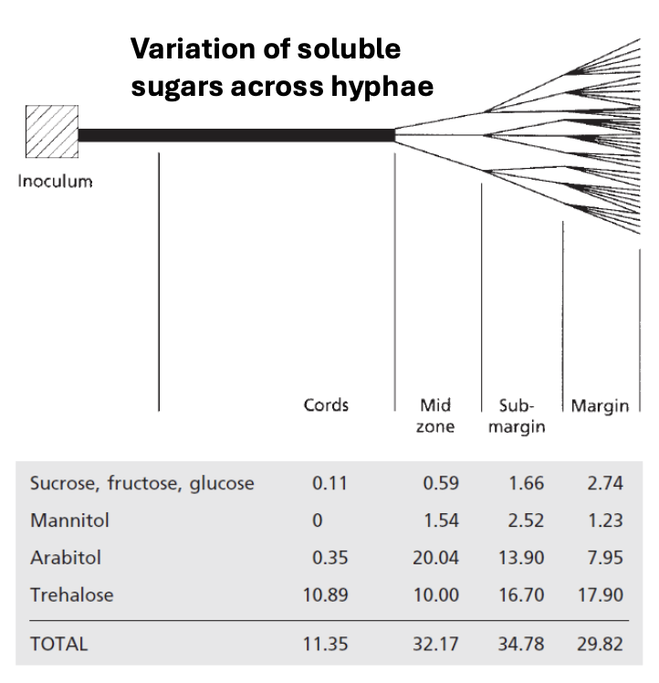 <p>Explain <strong>variation in soluble sugars across hyphae</strong></p>