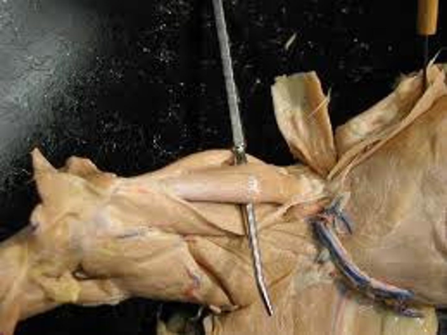 knowt flashcard image