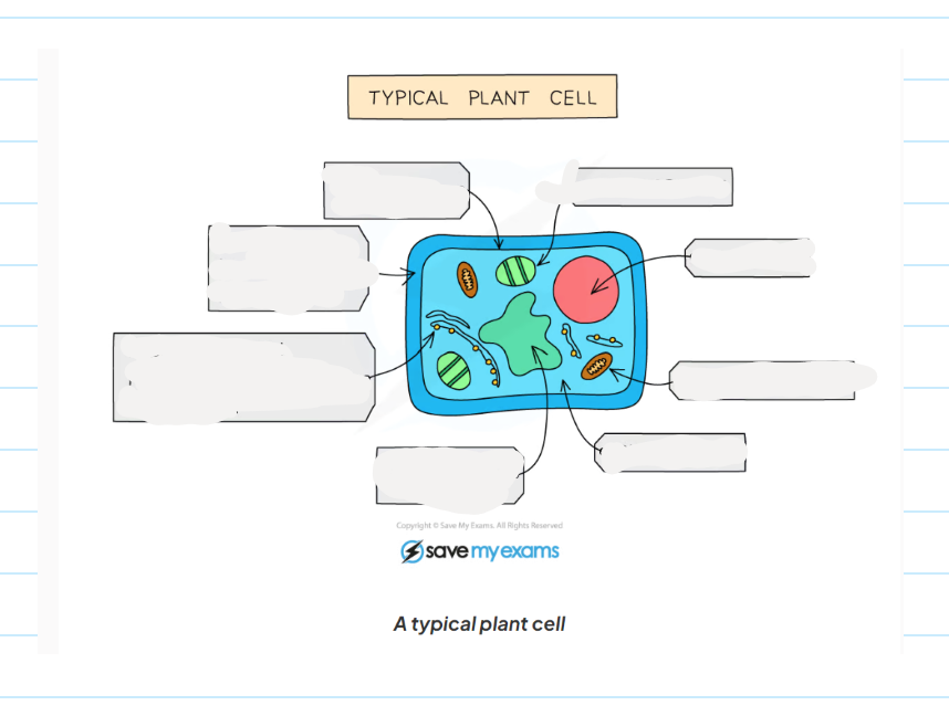 <p>1.1 label this diagram of a plant cell</p>