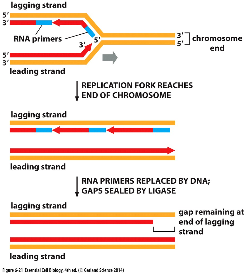 <p>Telomerase adds repeated sequences to the 3’ end after replication, creating a place for primers to bind, lengthening the lagging strand so genetic info isn’t lost despite RNA primer removal.</p>