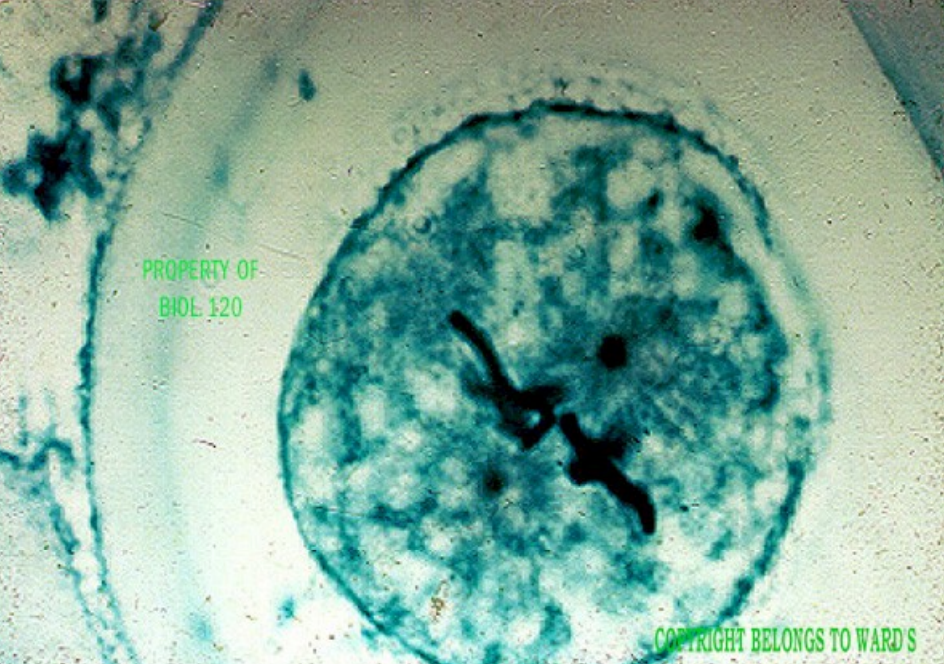 term image