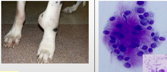 <p>What is this?</p><p>Features?</p><p>Where can it be found commonly in dogs?</p>