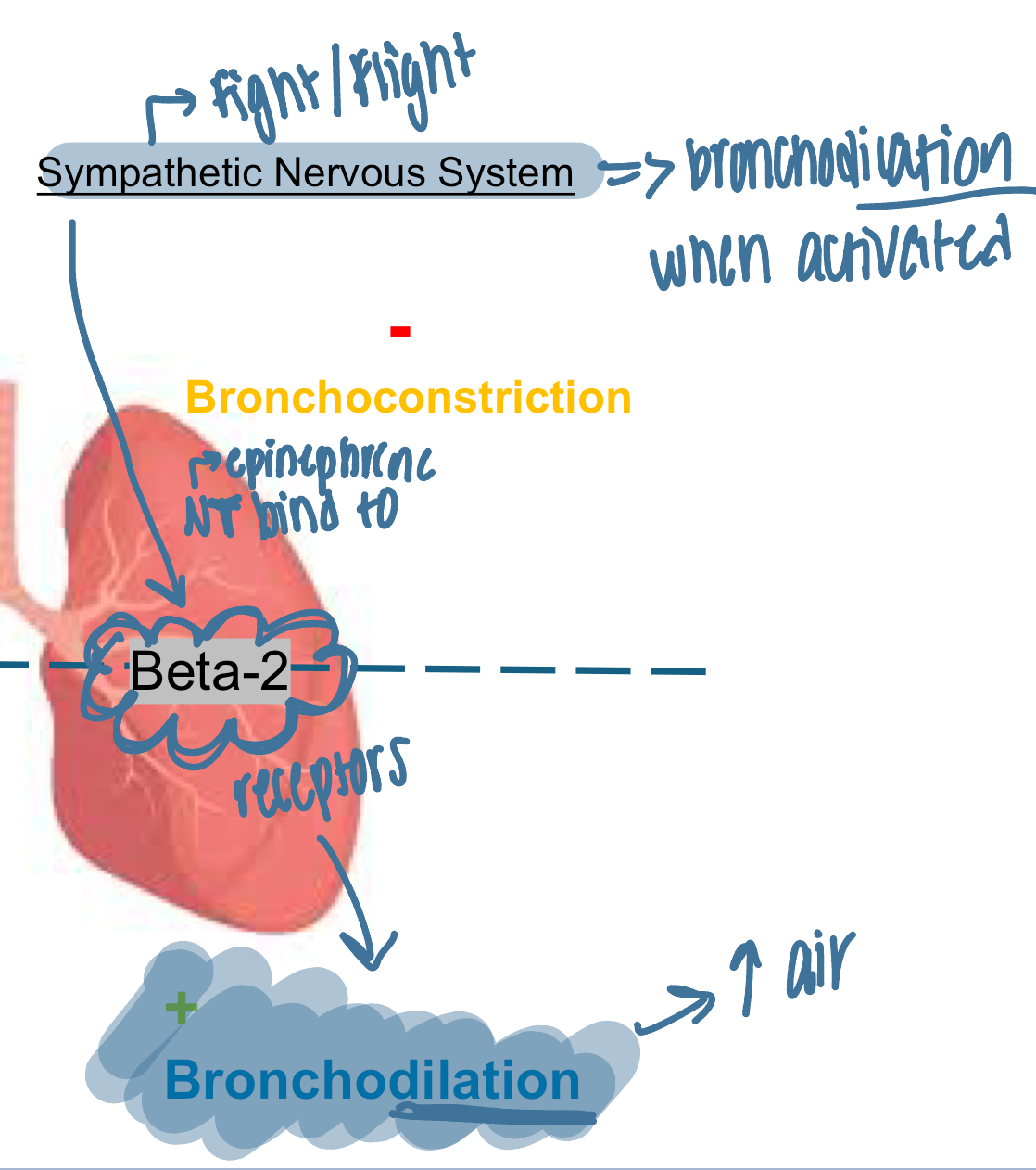 <ul><li><p>when sympathetic nervous system (fight or flight) is activated→ bronchodilation</p></li><li><p>epinephrine NT binds to BETA-2 receptors that cause dilation→ increase in air</p></li></ul><p></p>
