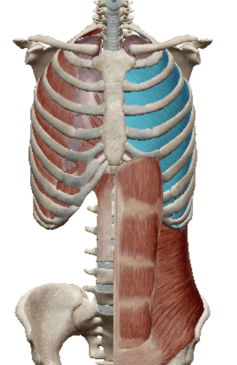 <p>Name the muscle</p>