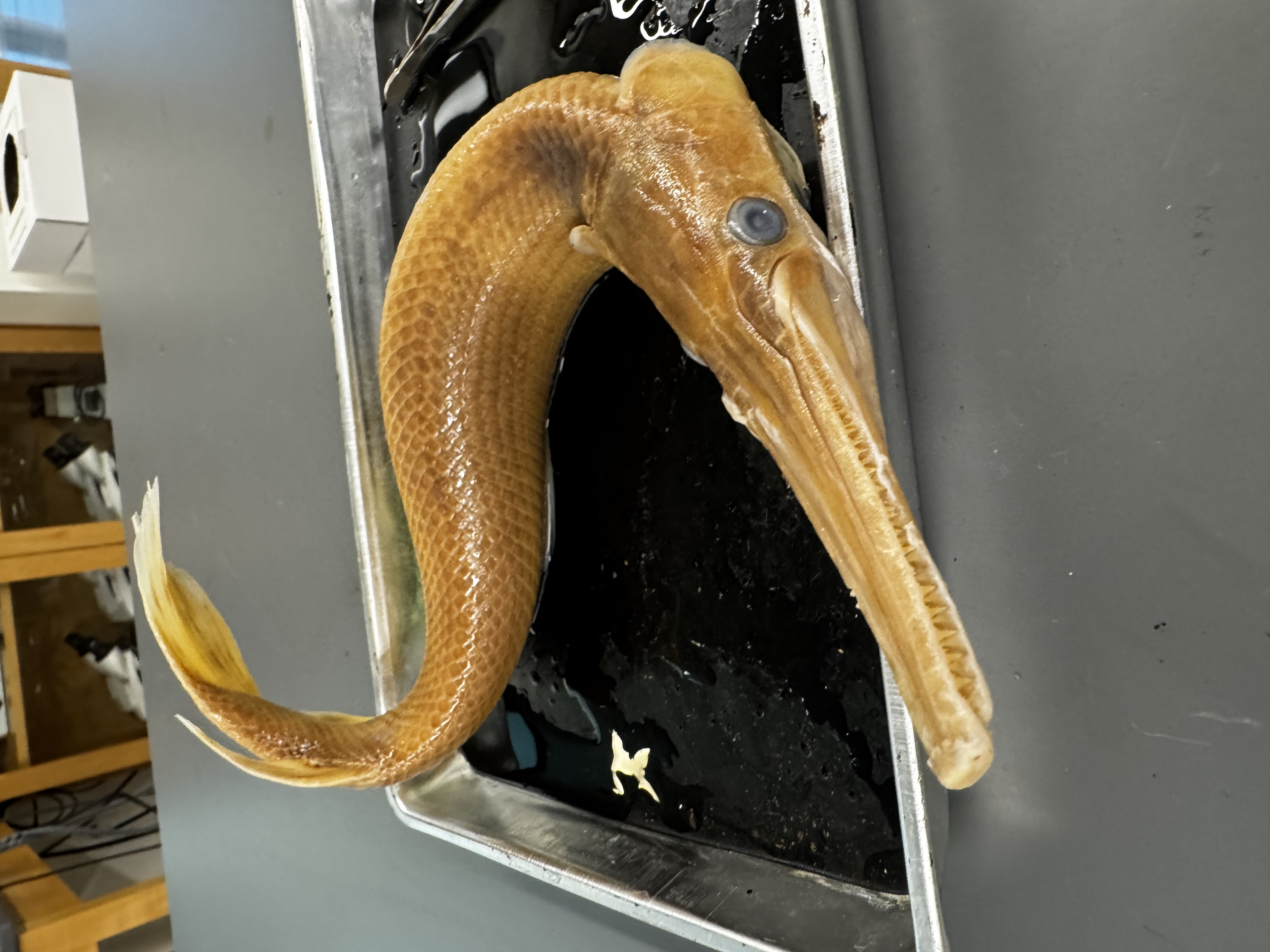 <p>Family:</p><p>Species:</p><p>Scientific:</p>