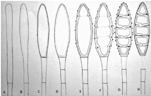 <p>origen de pared</p>
