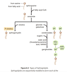 <p>- important consituents of cell membranes<br>- don’t contain glycerol, but sturcture similar to glycerophospholipids (contain hydrophilic region &amp; two fatty acid-derived hydrophobic tails)<br>- various classes differ in identity of hydrophilic regions: ceramide, sphingomyelin, cerebroside, ganglioside</p>