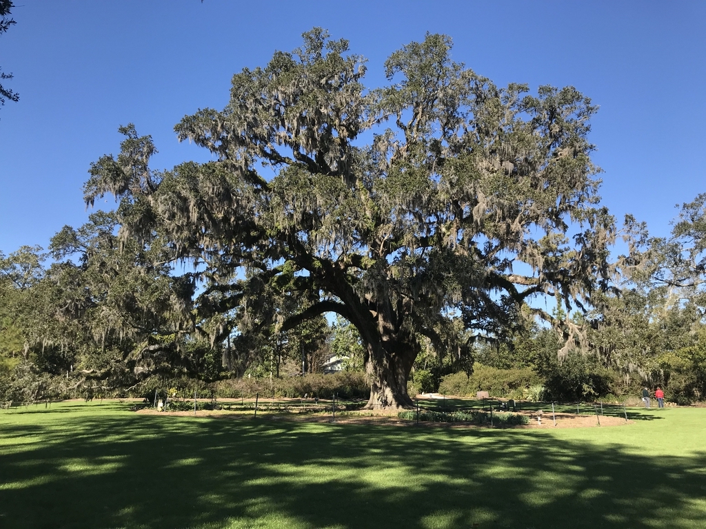 Live oak