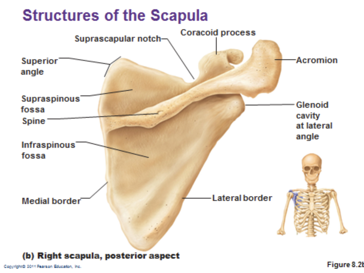 <p>is this scapula anterior, lateral, or posterior</p>