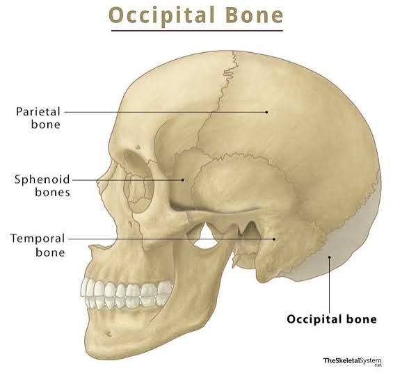 <p>Posterior & base of cranium. Contains “foramen magnum” for spinal cord & brain stem.</p>