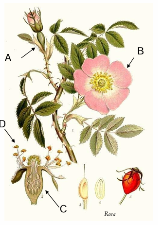 term image