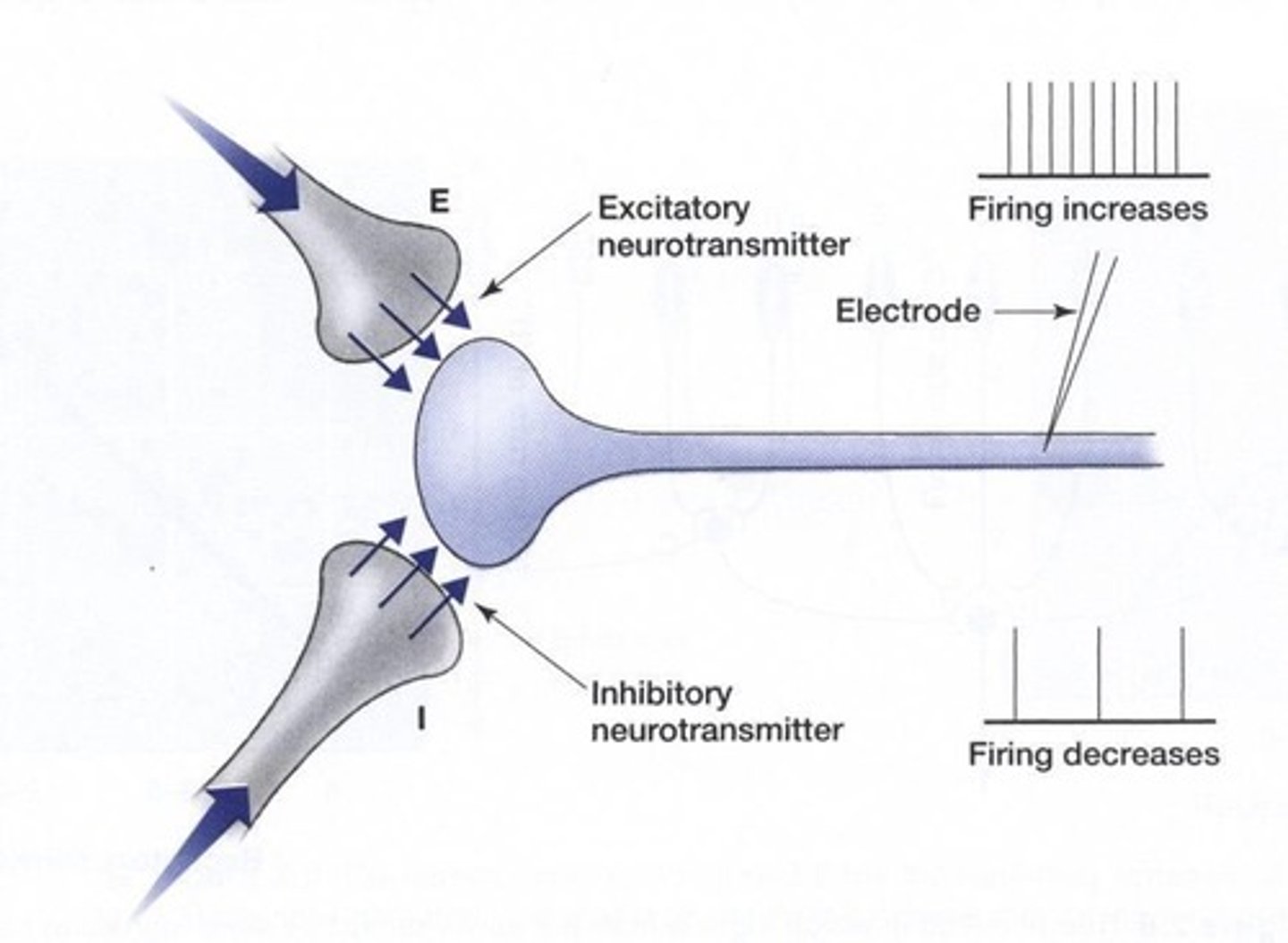 <p>A neurotransmitter is released, changing the electrical polarity of the receiving neuron's membrane.</p>