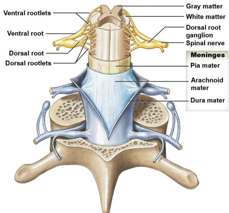 <p>• <mark data-color="blue">Spinal meninges: </mark>specialized membranes for protection, physical stability &amp; shock absorption<br>   • continuous w/ cranial meninges<br></p><p>• 3 layers<br>• <mark data-color="blue">dura mater:</mark> tough, fibrous outermost layer<br>• <mark data-color="blue">arachnoid mater:</mark> middle layer<br>• <mark data-color="blue">pia mater:</mark> innermost layer (adjacent to spinal or brain tissue)</p>