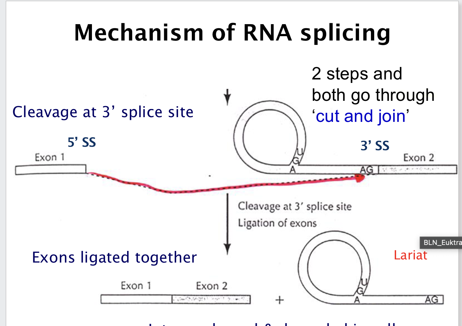<p>Step 1: 2′-OH of branch point A attacks 5′ splice site → lariat 🔁; </p><p>Step 2: 3′-OH of exon 1 attacks 3′ splice site → exons ligated ✂️.</p>