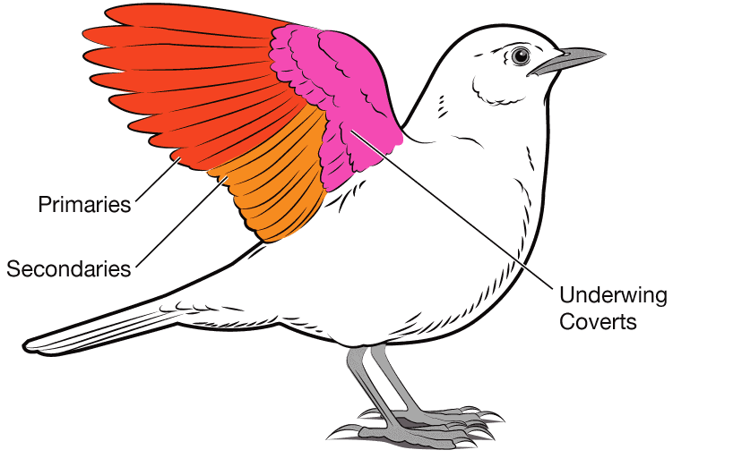 knowt flashcard image