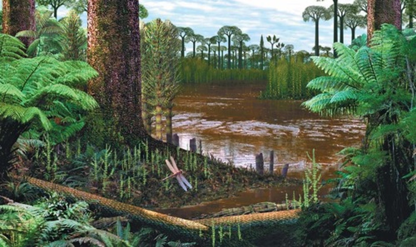 <p>The evolution of one species into many to fill available niches.</p>