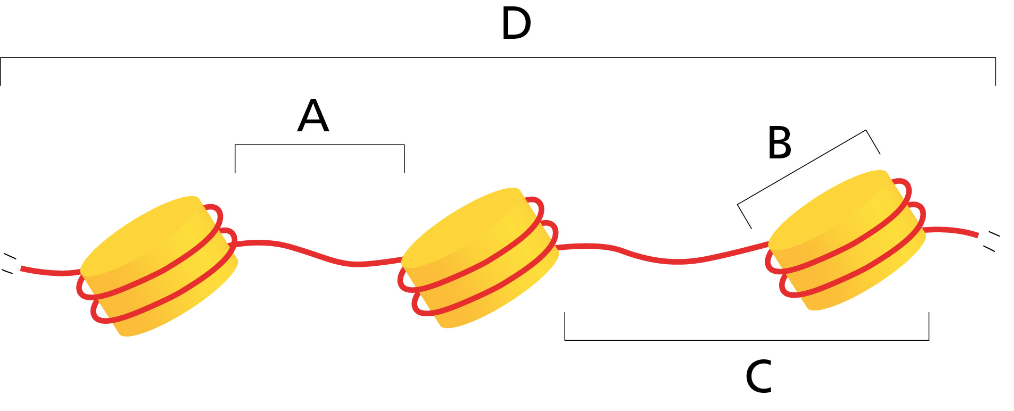 <p><span>Which of the labels in the following figure shows a nucleosome core particle?</span></p><p>Choose one:</p><p>	B</p><p>	C</p><p>	D</p><p>	A</p>