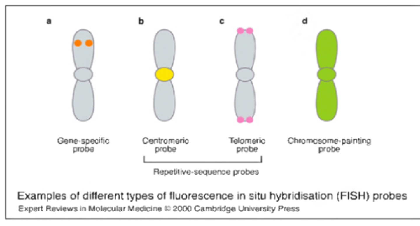 <p>-centromere: hybridize to the alpha satellite region of chromsome</p><p>-locus-specific: hybridize to specific euchromatic sequence (identifies deletions, translocations, inversions)</p><p>-whole-chromosome paints: for a specific chromosome to identify chromsome segments of unknown origin</p><p>-sub-telomere: hybridize sequences just proximal to the actual telomeres</p><p>-multi-color paints (M-FISH): allow for a karyotype that depicts each autosomal pair and sex chromosomes in own color!</p>