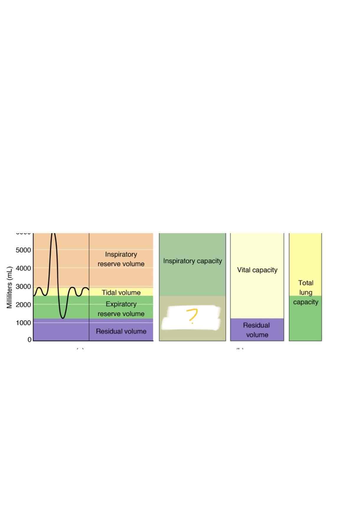 <p>Which lung capacity is highlighted</p>