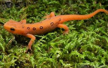<p>Notophthalmus viridescens</p>