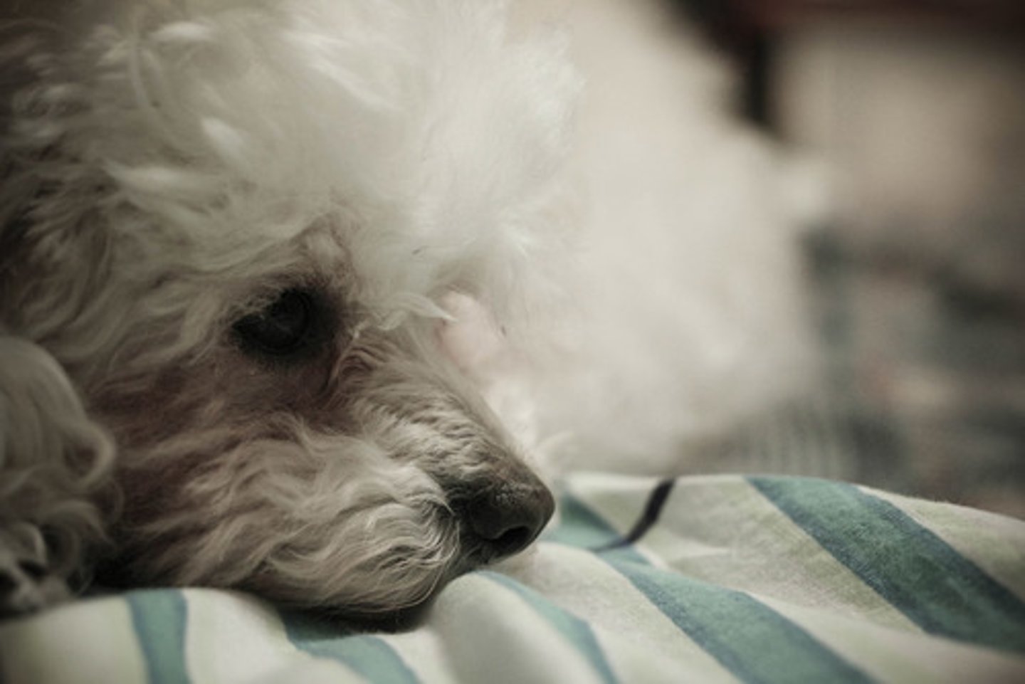 <p>quiet and rather reflective or depressed</p>