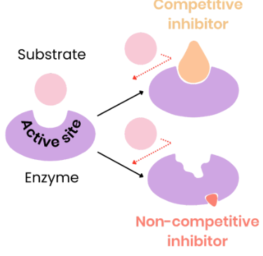 <p>How does a non-competitive inhibitor effect enzyme-controlled reactions?</p>