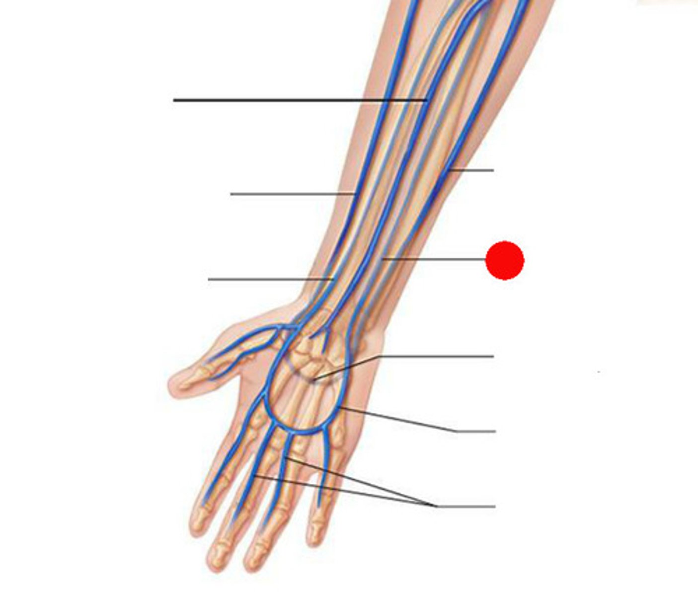 <p>identify this vein</p>