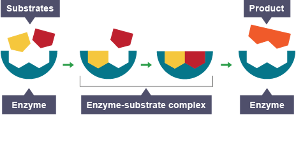 <ul><li><p>enzyme’s active site and substrate are complementary in shape</p></li><li><p>they collide to form complexes</p></li><li><p>substrates are broken down or built up quickly</p></li><li><p>products are released and enzyme can be used over again</p></li></ul><p></p>