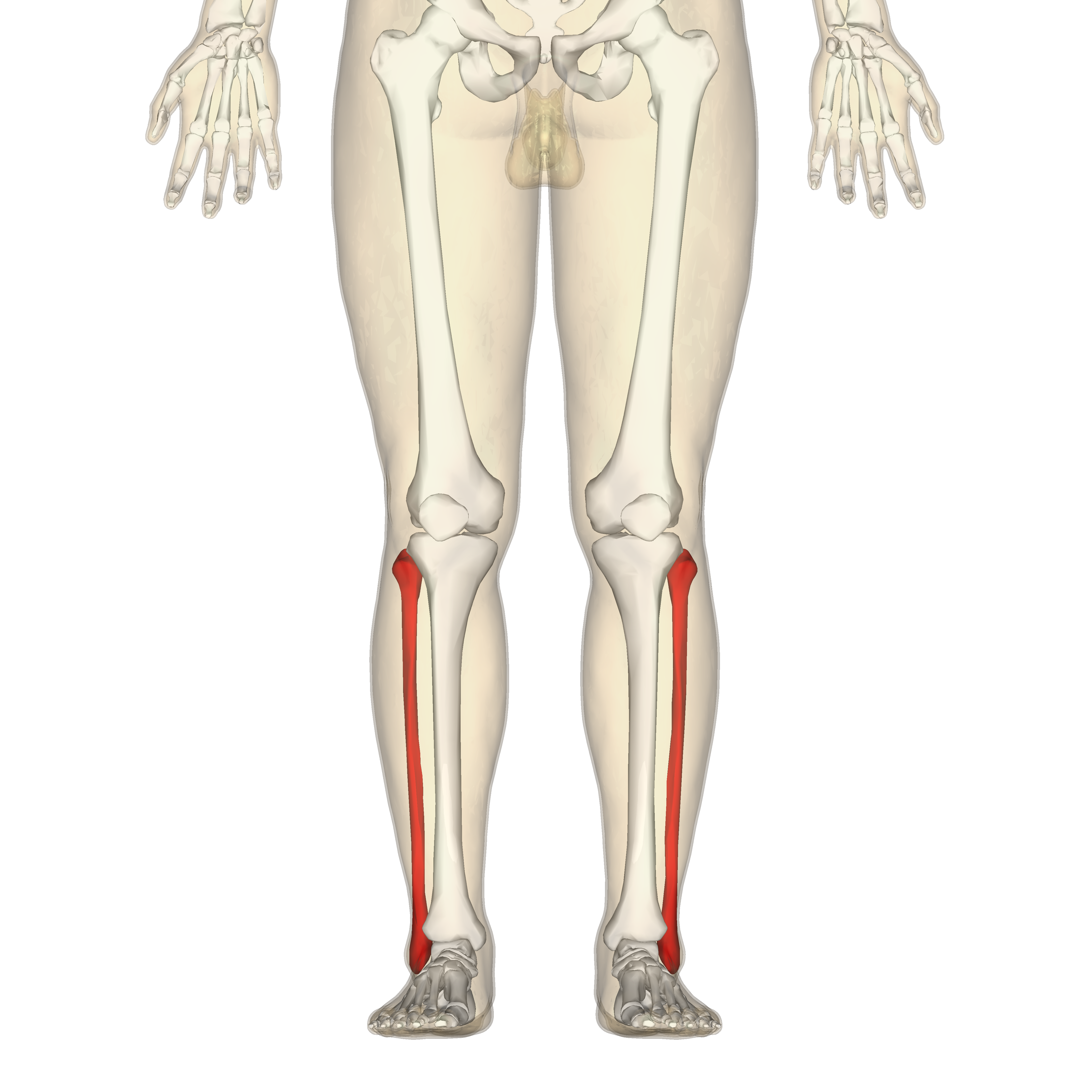 <p>A long, slender bone on the lateral side of the tibia. Key parts: head and lateral malleolus. It is non-weight bearing and provides muscle attachment.</p>