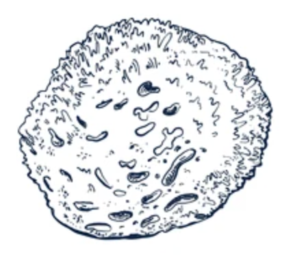 <p>bath sponge SP</p>