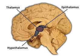 <p>Epithalimus</p>