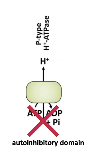 <ul><li><p>C-terminal auto inhibitory domain of the ATP-ase inactivates the pump</p></li><li><p>by blocking the catalytic domain</p></li></ul><p></p>