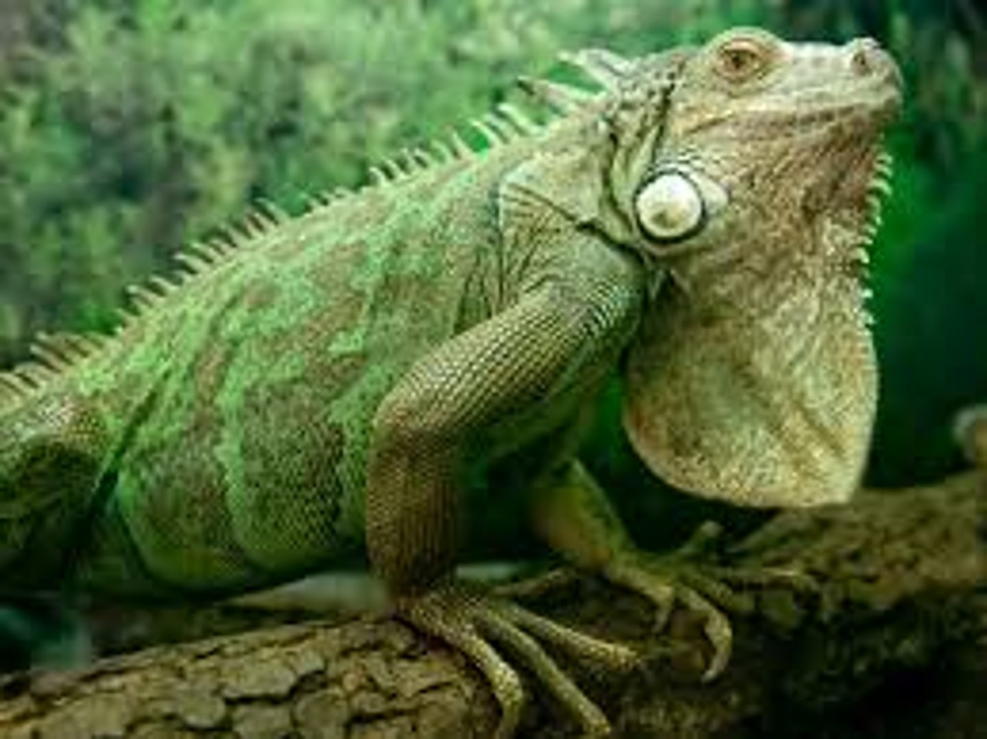 <p>iguana</p>