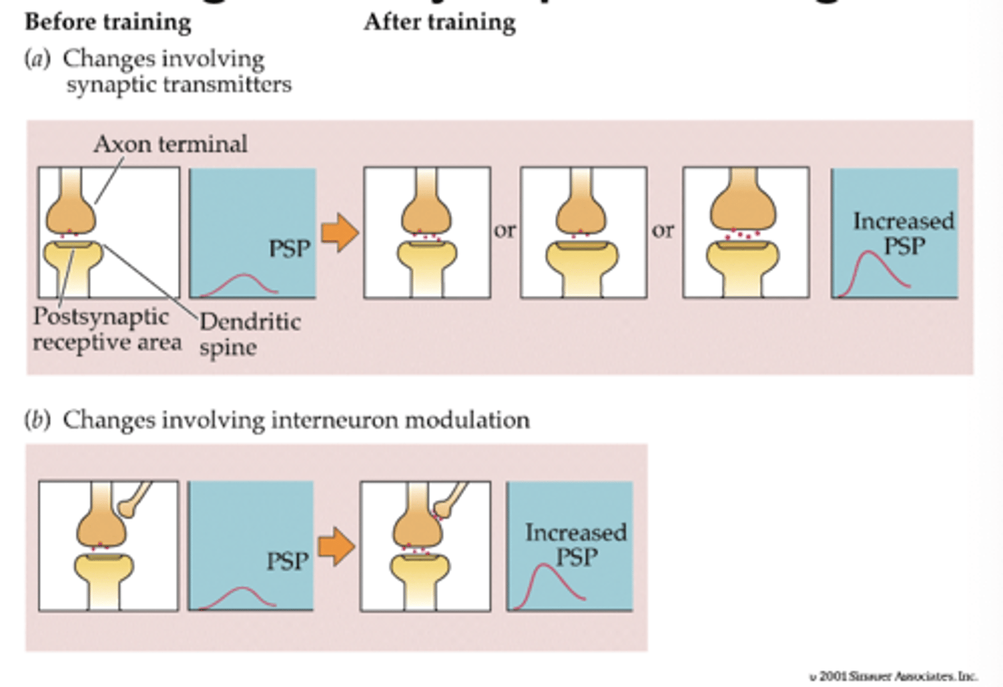 <p>result of LEARNING, in order to release neurotransmitter more readily</p><p>- change can involve <strong>synaptic transmitters</strong> or <strong>interneuron modulation</strong> </p>