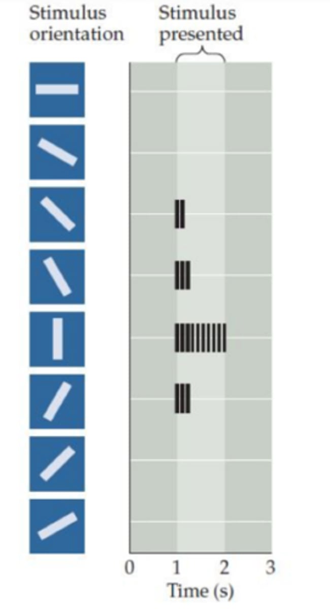 <p>3. Primary visual cortex</p>