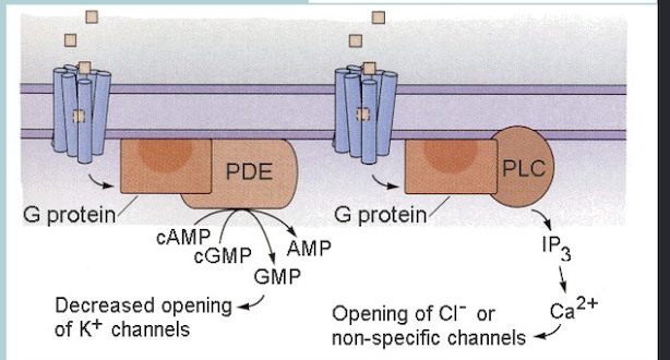 <p><span style="color: rgb(248, 248, 248);"><span>Ta</span></span><span style="color: rgb(247, 247, 247);"><span>ste transduction for BITTER foods:</span></span></p><ul><li><p><span style="color: rgb(247, 247, 247);"><span>SpecialG-proteincoupledreceptors</span></span></p></li><li><p><span style="color: rgb(247, 247, 247);"><span>30differentreceptorsubtypes</span></span></p></li><li><p><span style="color: rgb(247, 247, 247);"><span>Somepeoplecan’ttastesometypesofbitter</span></span></p></li></ul><p></p>