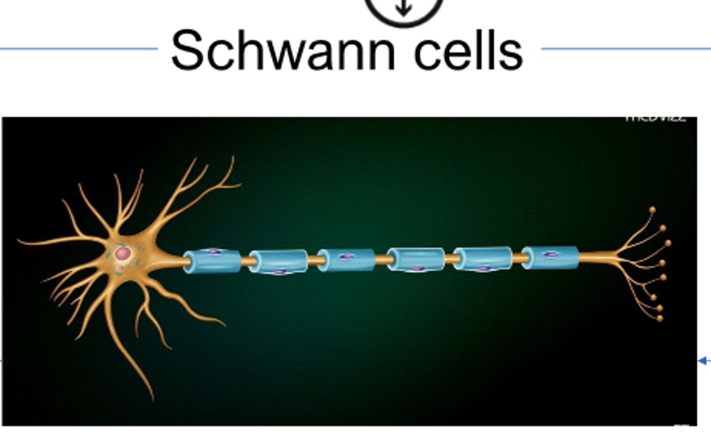 <p>Schwann</p>